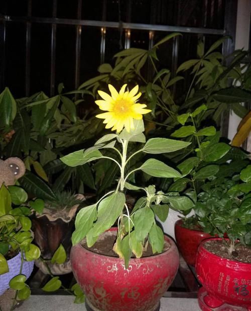 #芋头#这植物上面开灿烂菊花,下面结出大块芋头,谁看了都觉得难以置信