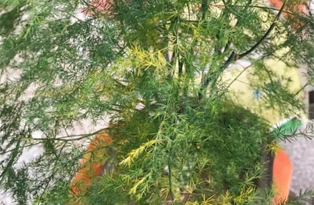  光照过强@文竹黄叶，是你犯了3件“傻事”，才把它拖下水