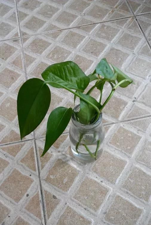  花钱买■“4种花”不用花钱买,折根枝条放水中,半个月生根,好养活的很