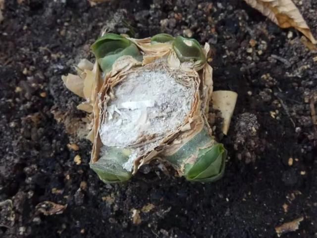  [明亮的位置]嫌花长得丑，趁现在砍头，2个月脱胎换骨！