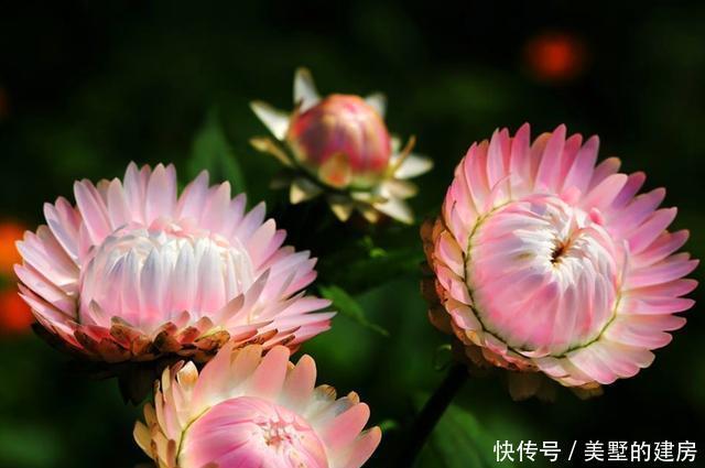 #适合#春天不适合种菊花?3种“菊花”养护好,可以从春开到秋