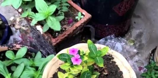  不难|七分水、三分肥养花：生长期、花期用对肥，植物长个、开花不难