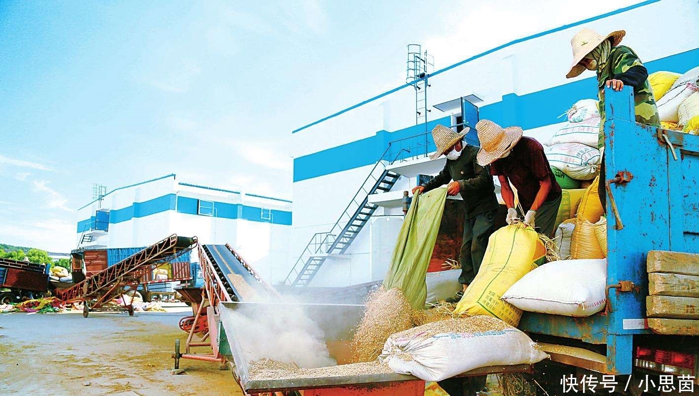  抛荒|袁隆平的担忧：大量粮食靠进口，农村却土地抛荒、种树怪象