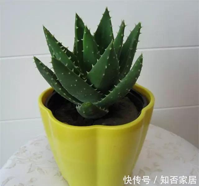  特别|冬季养花别“瞎养”，记住这几点，简单养花来年接着开花！