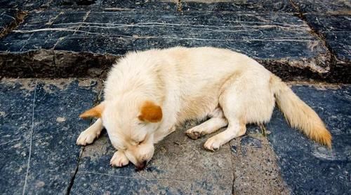 广西长寿县有座不知名古镇，有人嫌无聊，有人大赞原生态