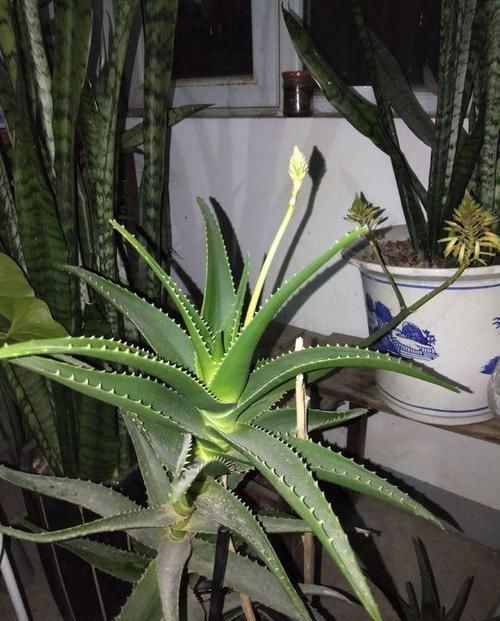  家庭盆栽■芦荟的栽培及繁殖，用不了一年，一棵变十棵，还能用来美容