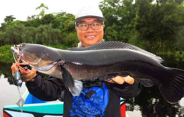 中国路亚钓鱼人远征苏门答腊，前去消灭泛滥成灾的金线多曼鱼