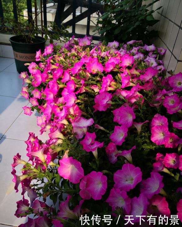  「花芽」矮牵牛进入“分化期”，盆里撒点肥，花芽蹿一蹿，花期开的久
