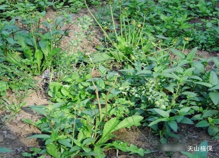  「亩产值」一种野菜曾经无人问津，如今20块钱1斤，亩产值可达10万元