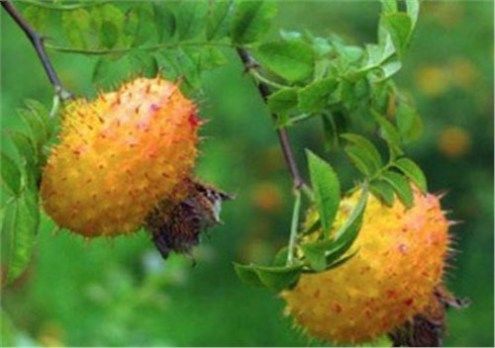 农民种植带刺的“它”，亩收60000元，以前却无人问津