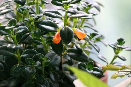  「花香」喜欢菊花，不如养这四款花，花香十足，花色绚丽多彩