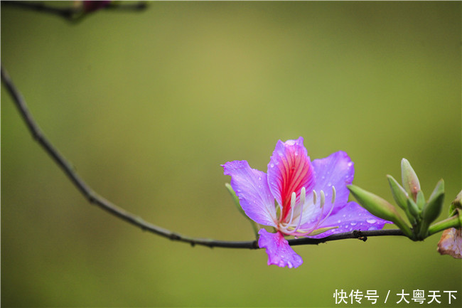 佛山南丹山宫粉紫荆绽放，满树和娇烂漫红，万枝丹彩灼春融