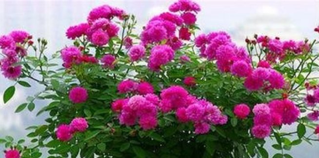  『花型』3种花，是花卉中的“劳模”，全年开花不断，花型紧簇，花量多！