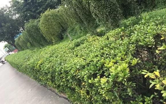  花钱买■“4种花”不用花钱买,折根枝条放水中,半个月生根,好养活的很