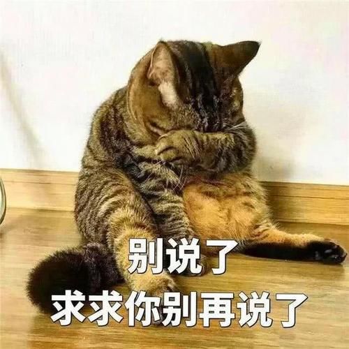 是什么品种的猫