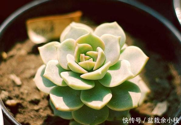 #付诸于实#多肉盆栽该怎么养护?学会这''6大要素'',小白分分钟变身高手