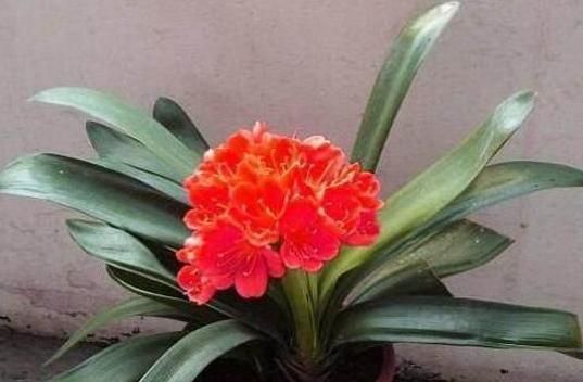  『根部』君子兰黄叶烂叶,狠心一刀砍光,7天后竟冒绿芽,变成群兰开满花