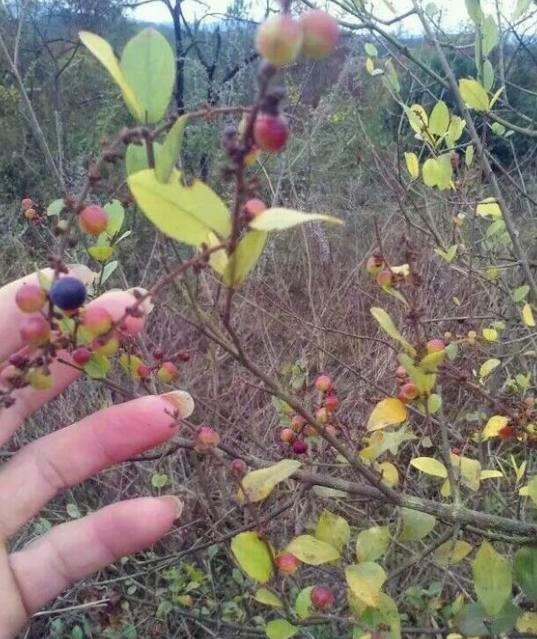 农村一种植物是麻雀筑巢地，药用价值更珍贵，市场30元1斤