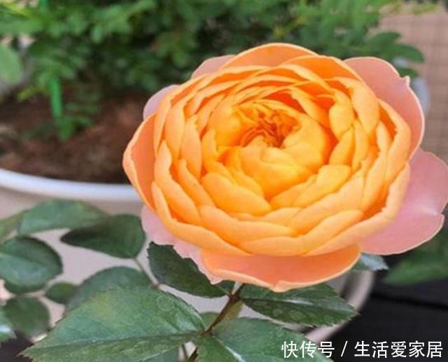 开爆|这3种花,堪称“开花机器”,学会几个“技巧”,一养就开爆盆