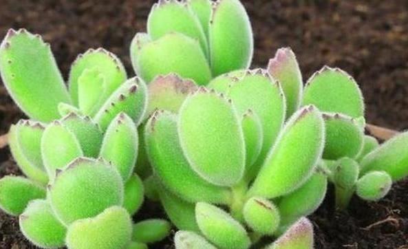  「常有」养花常有小飞虫?几招让它永远从你家消失!