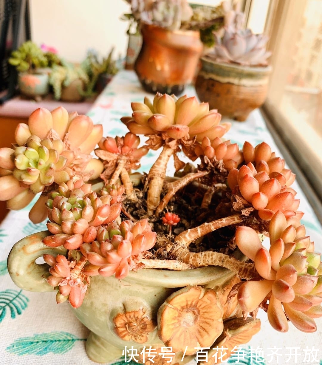 红宝石@阳台养花小天地 家里阳台多肉植物挨个儿数—红宝石