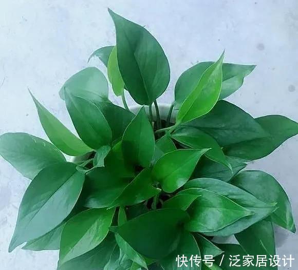  耐阴|5种植物耐阴又好养，生命力顽强，“养花杀手”也不用担心养死