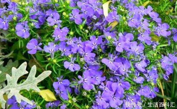养好|阳台变花海,自然少不了这四个“开花狂魔”,养好了开花200天