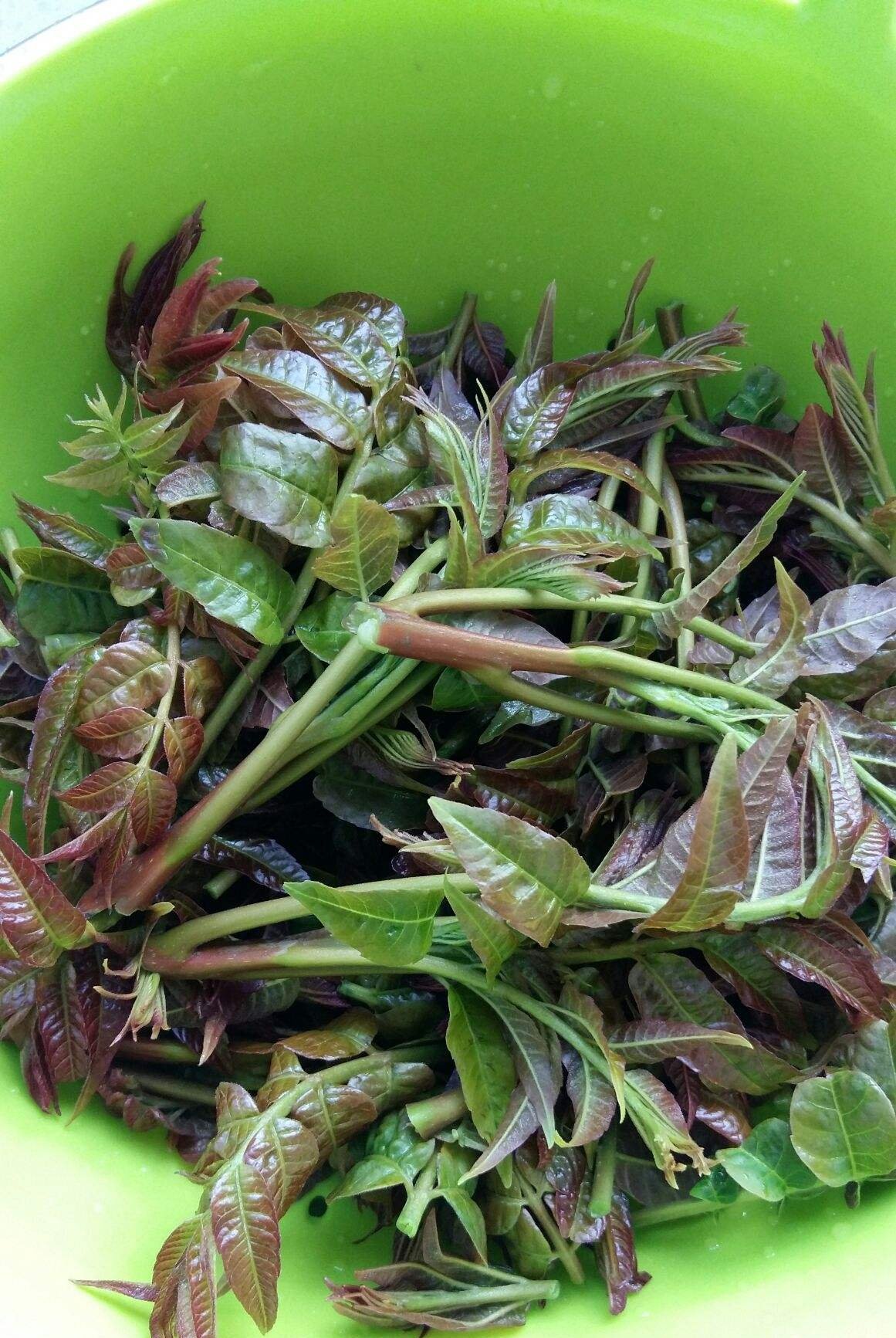  【喜欢】2种野菜，光听名字好像就能闻到味儿，有人喜欢有人厌