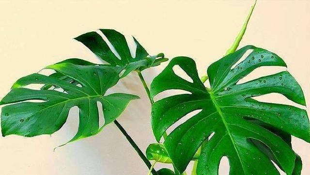  『甲醛』这种植物吸甲醛牛过芦荟、绿萝，快看看你家有吗？