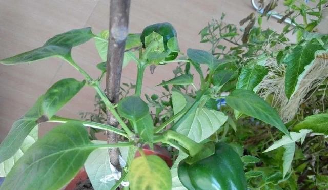  「定植」轻松栽种红辣椒的种菜高手们，进阶挑战一下盆栽大青椒！