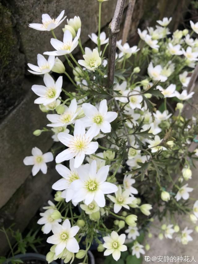  开出漂亮■阳春三月，出门踏青，原来有这么多漂亮花！