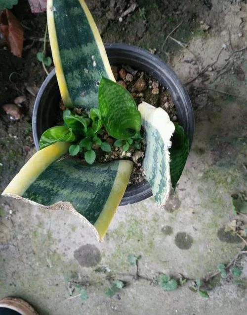  一大：6种花好看不用买，蹭掉的叶子插土里，3个月长出一大盆！