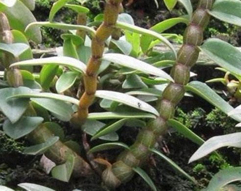 农村一种野草，以前拿来喂猪，殊不知价值珍贵，一斤卖到上千元