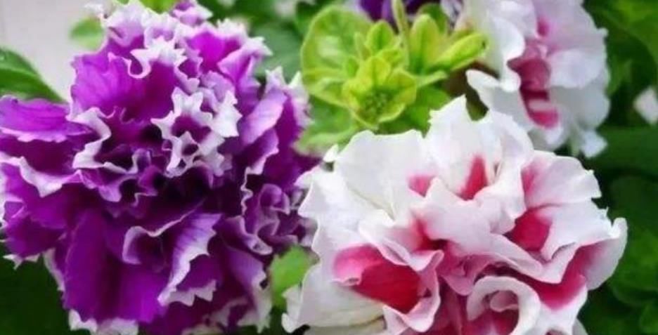  漂亮|超漂亮的3种花，沾土就能活，开花就爆盆，不易生病好养护