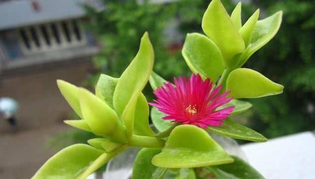  「花苞」这几种花，养了就是赚到，花苞、果实、叶子都是好东西