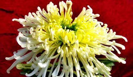  [喜欢]喜欢菊花，就养盆“珍稀名菊”汉宫秋，似美人偏偏，绚丽典雅