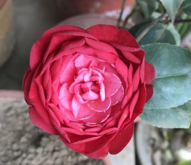  花苞|六月高温怎么养茶花？3个要点不能忽略，保湿防枯苞是重点