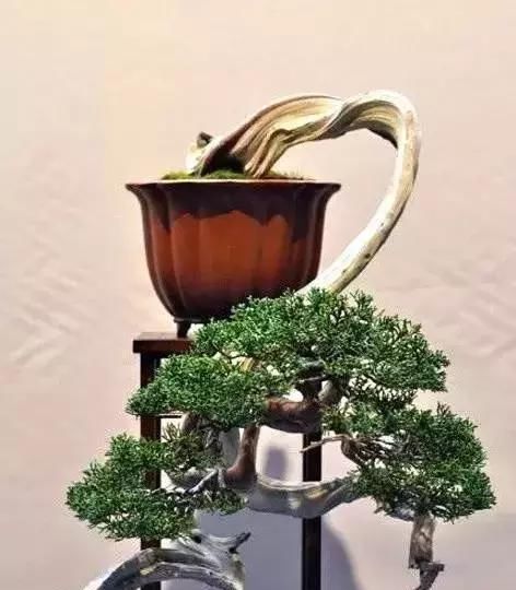 一组悬崖盆景佳作欣赏 可上九天揽月 可下五洋捉鳖