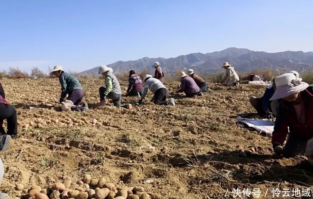  收购■天不亮就去挖，几百万斤即将烂地里，等不来收购商，农民