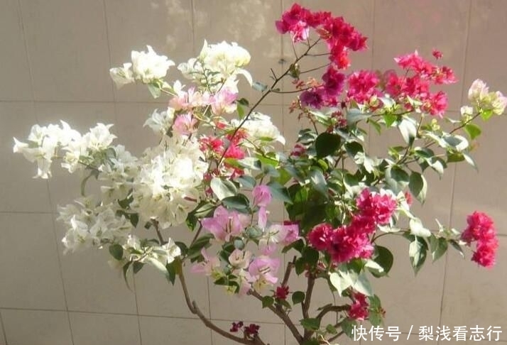 适合@4种人不适合养花,家里的盆栽绿植很快就死,白花钱!