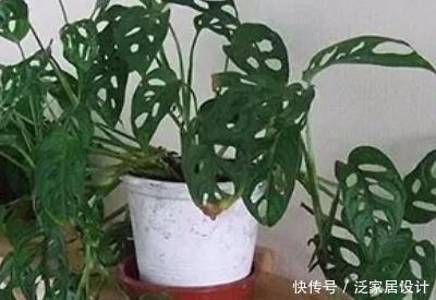 转土■龟背竹水培方法,水培转土培方法