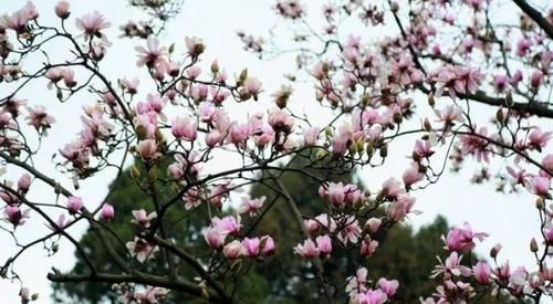  树木@被农民当成柴火烧的树木，价值超人参虫草，是农民眼中的救命树