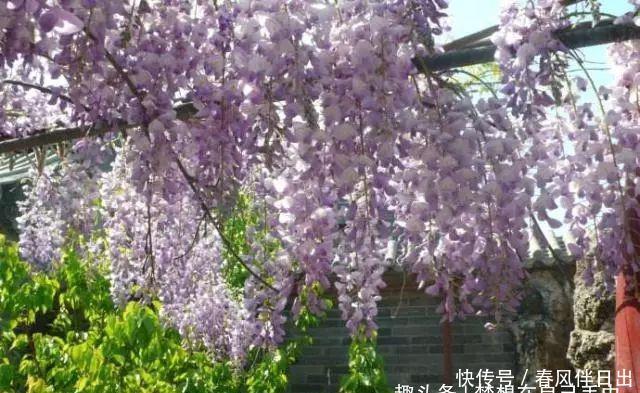  「花儿」4种花，打造出一个漂亮的院子，色彩斑斓，花开不断！