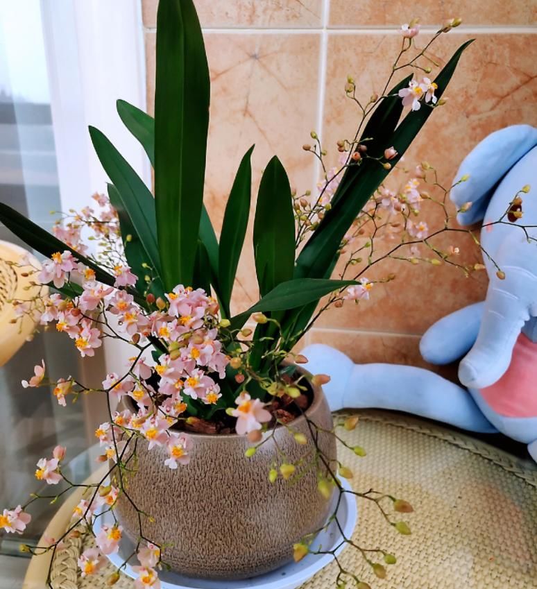 「香水」今年最火的兰花,一棵就能香满屋,比香水好闻多了!