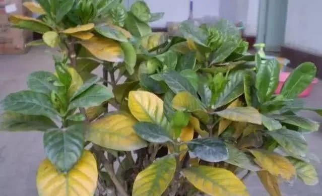  『室内观叶植物』家里养的观叶植物叶片容易腐烂、发黑，还不断黄叶枯萎，啥情况？