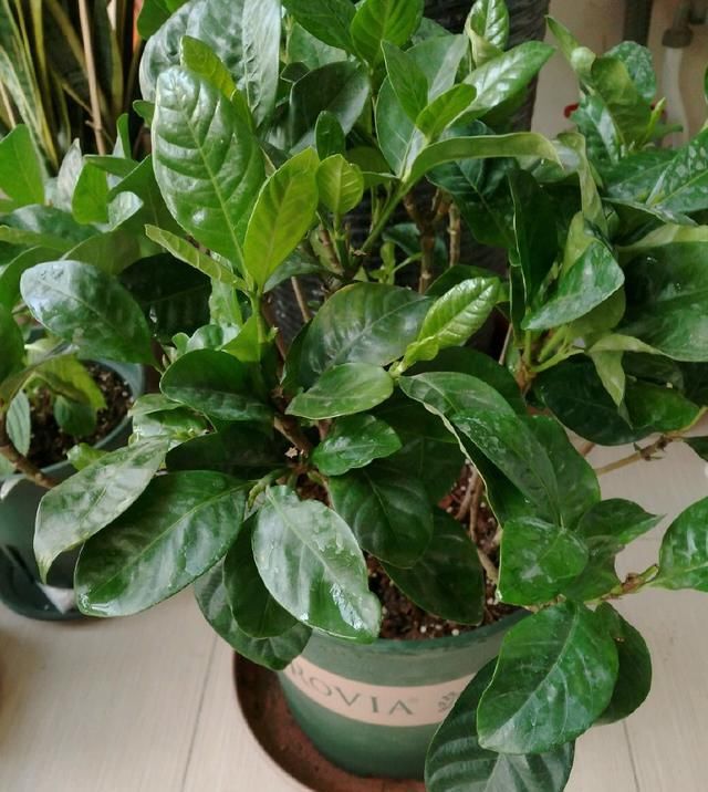  #栀子花#养了2年的栀子花，一换盆就死了，问题不在花身上，在你身上