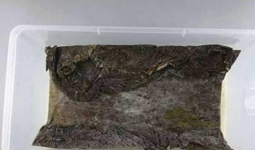  高度白酒■才学会，原来保存大米方法很简单，一年不发霉不长虫，材料家家有