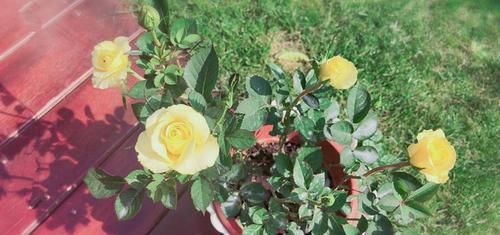  试试@家居养花，不妨试试这些喜水花，学会浇水就能爆盆，花美色艳