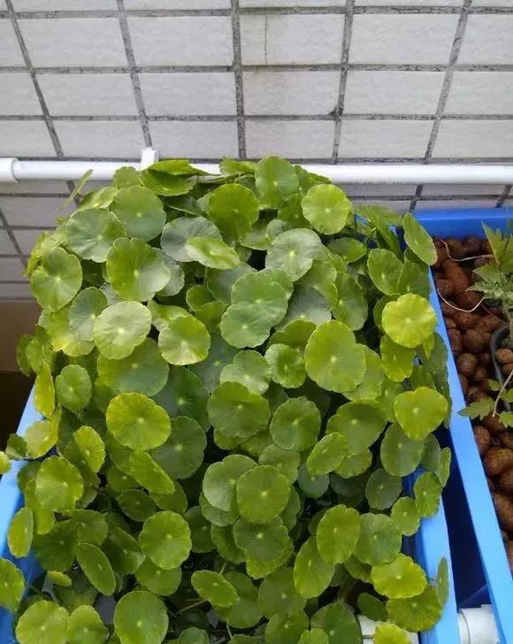  最适合：特别喜水的盆栽植物，再也不用担心浇花浇死了