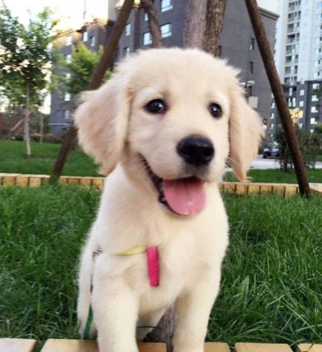  #金毛#金毛找主人告状，主人跟去一看哪来的小奸细